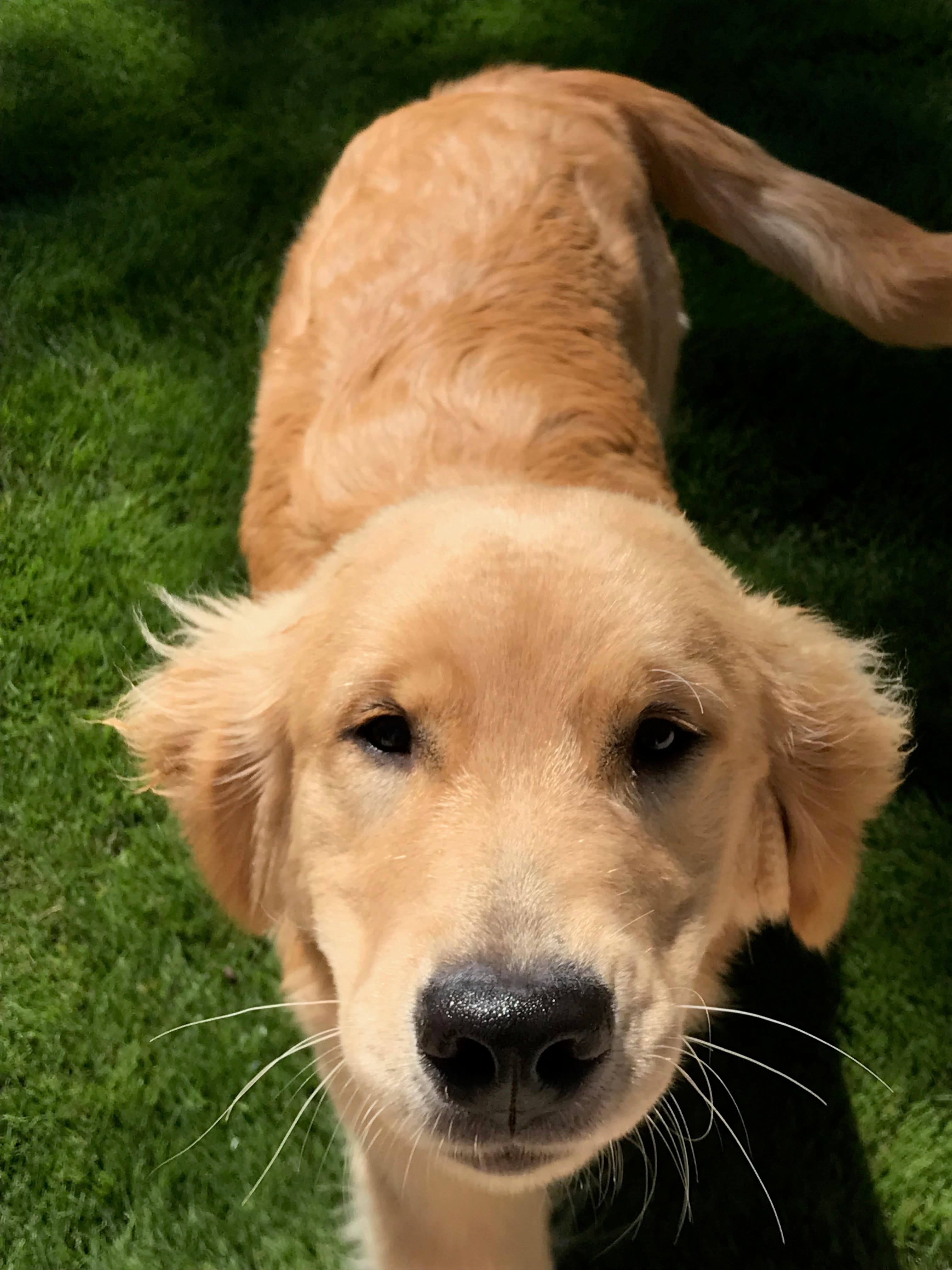 Oliver, a real PawsRx pet
