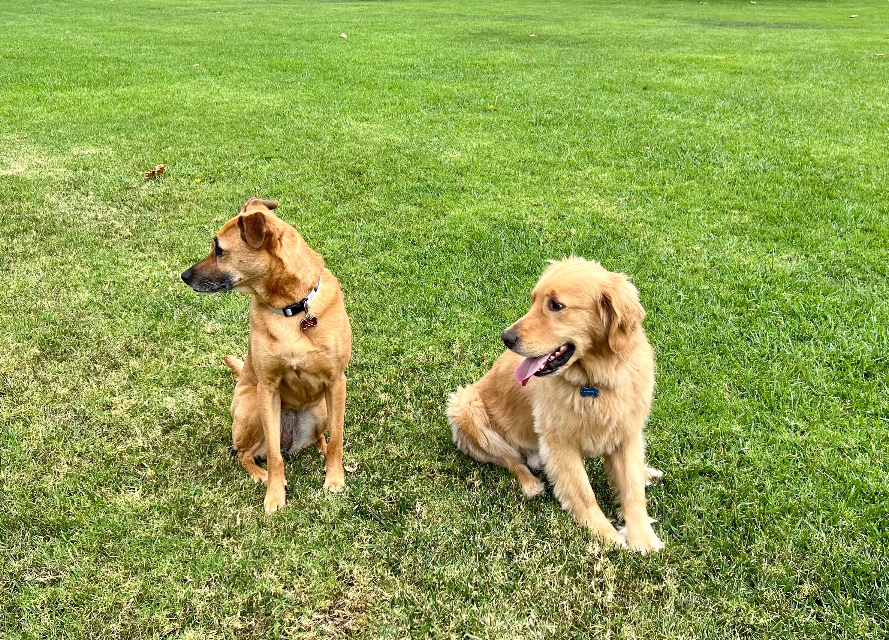 Two dogs relaxing in the park