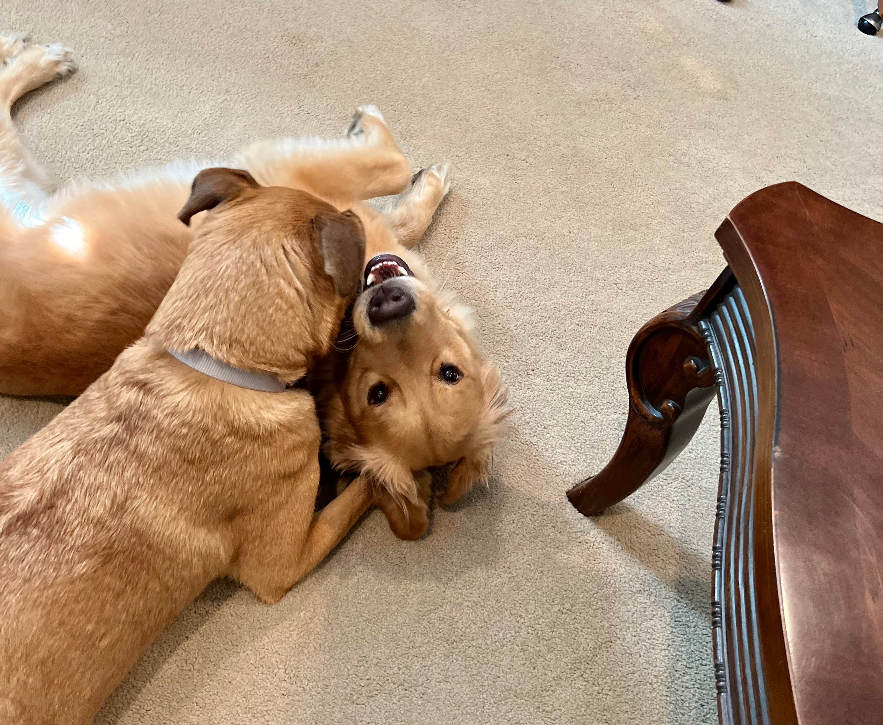 Oliver and Ella, the pets that inspired PawsRx