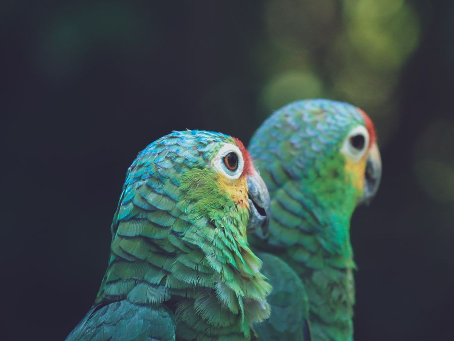 Birds and reptiles