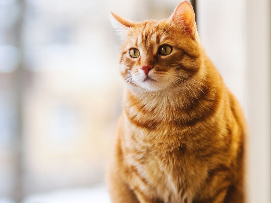 Cats