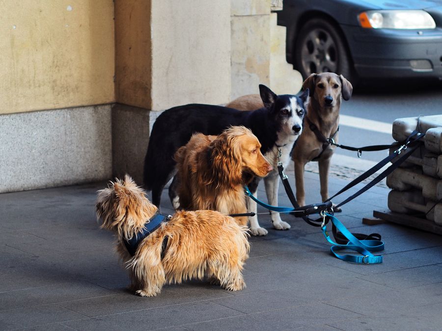Dogs