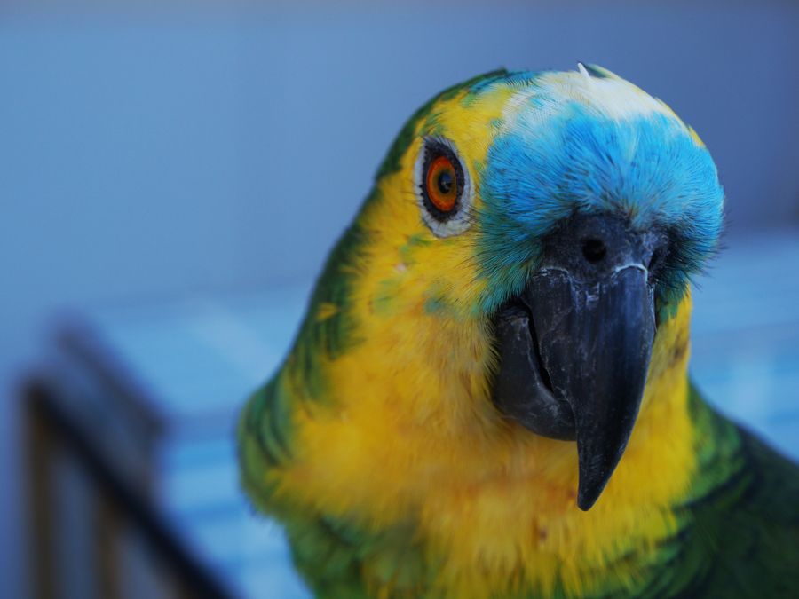 Bird food and pellets