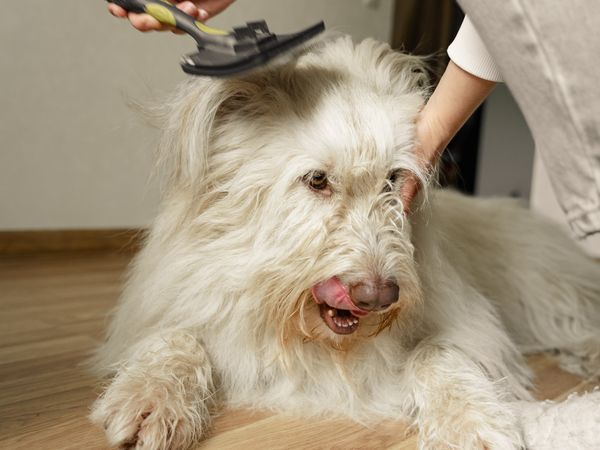 Brushes and deshedding tools