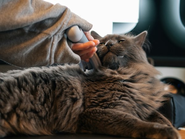 Cat brushes