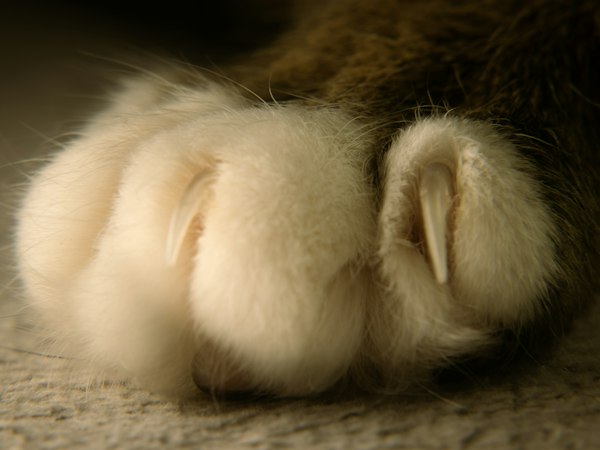 Cat nail clippers