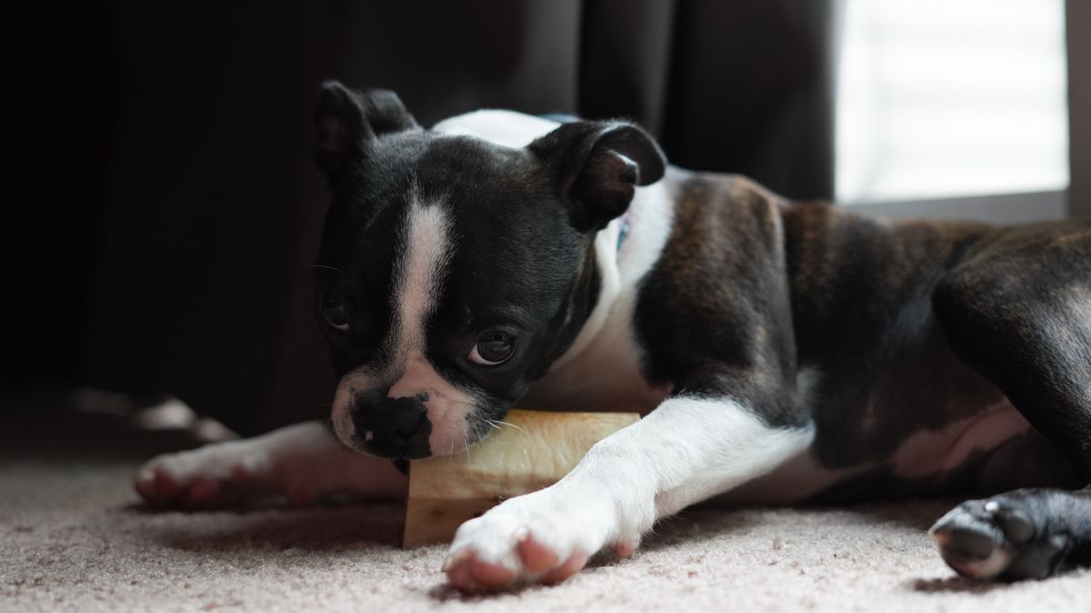 Dental chews