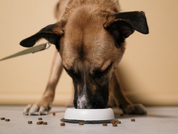 Dog food