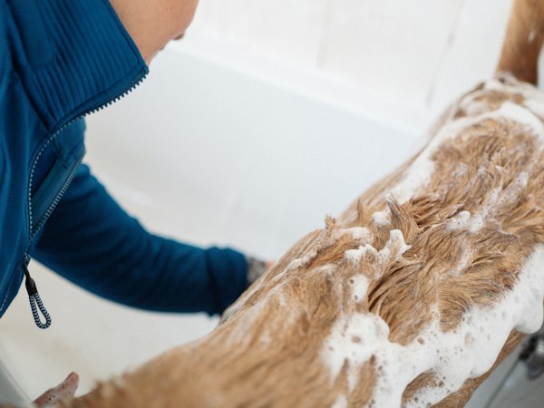 Dog shampoo