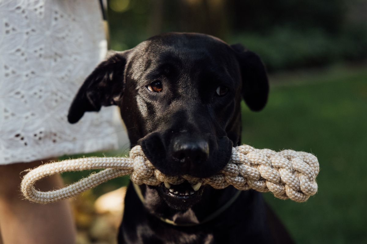 Toys and tug ropes