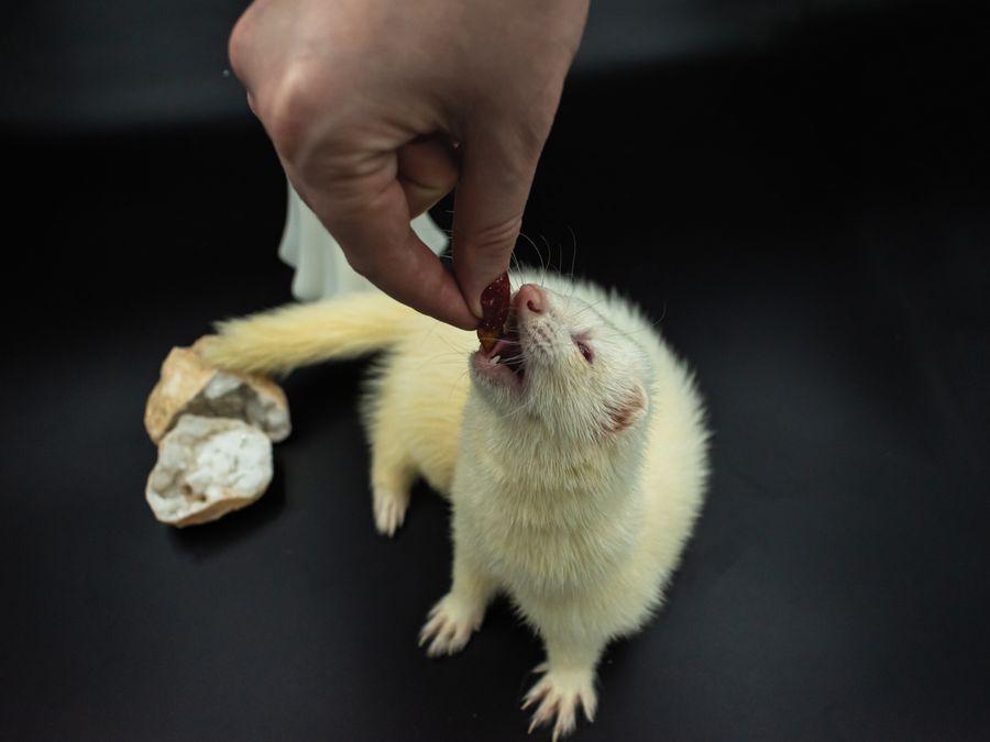 Ferret food and supplies