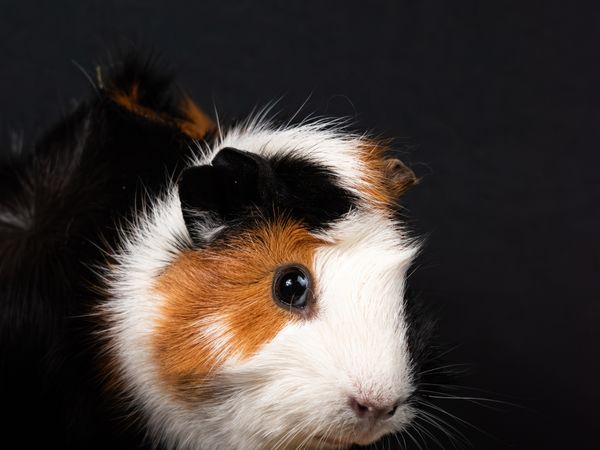 Guinea pig food and vitamin C