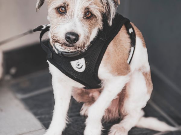 Harnesses and leashes