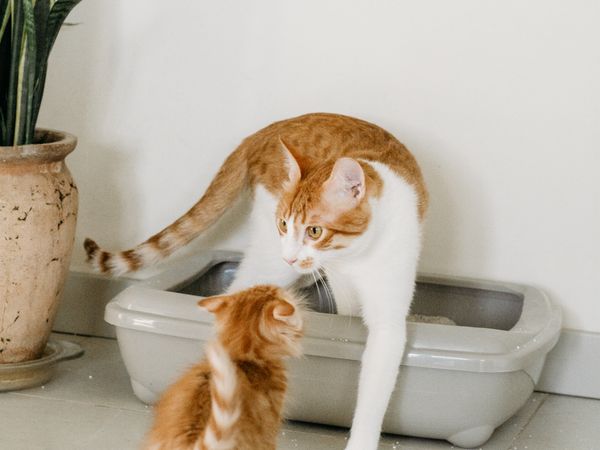 Litter boxes and litter