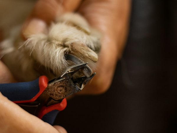 Dog nail clippers