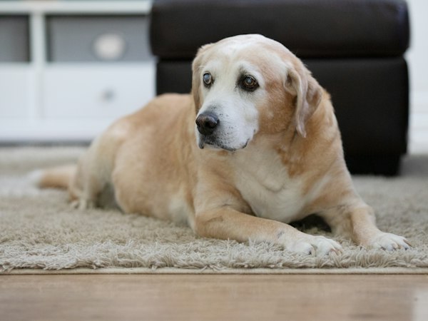 Non-slip rugs and runners