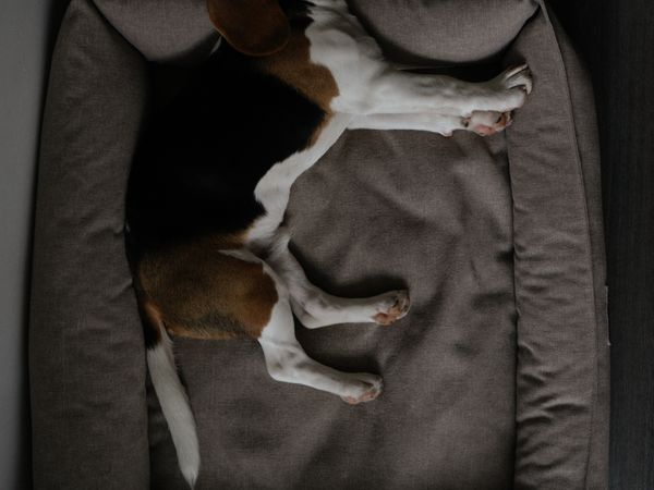 Orthopedic beds