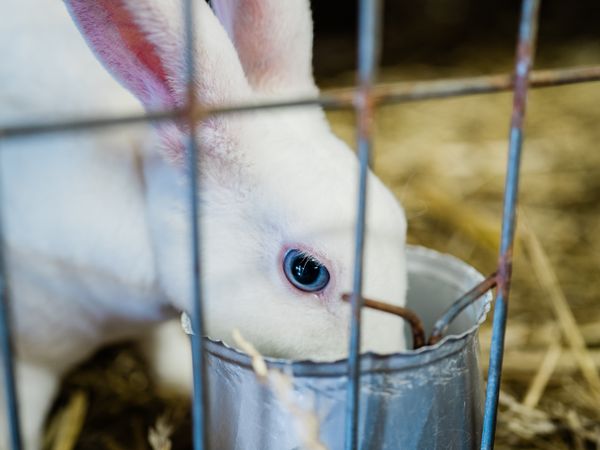 Rabbit hay and pellets