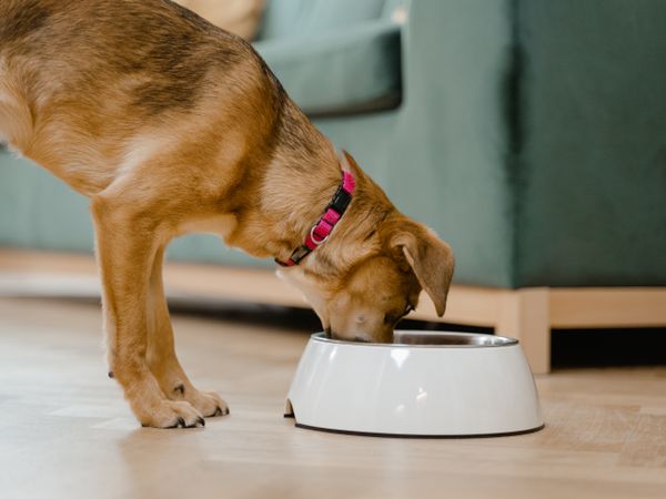 Raised food and water bowls