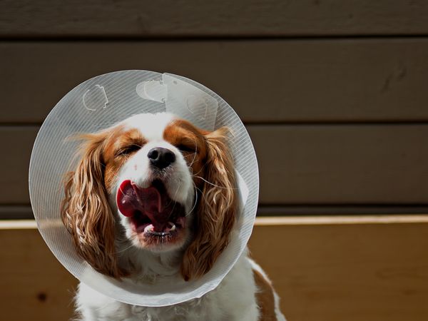 Recovery cones and soft collars