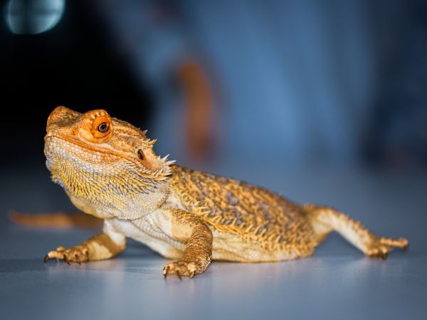 Reptile heat lamps and UVB