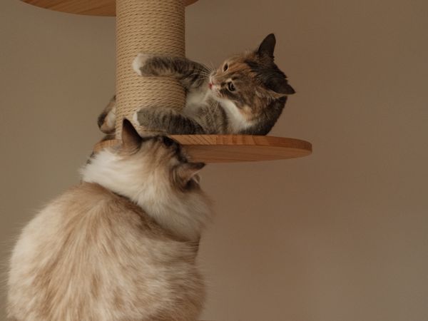 Scratchers and posts