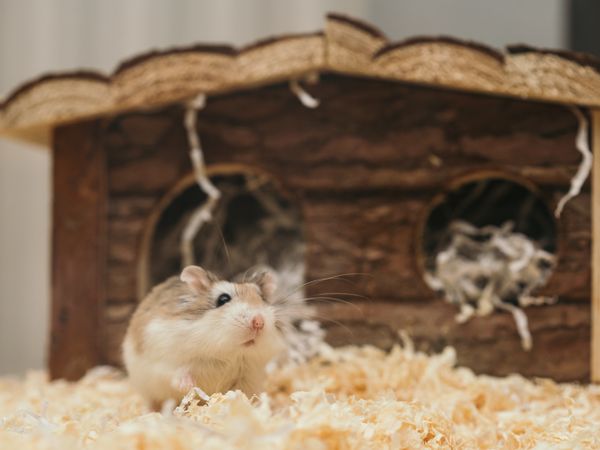 Small animal cages and habitats