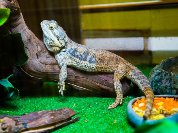 Terrariums and enclosures