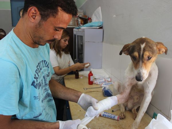 Wound care and pet-safe antiseptic