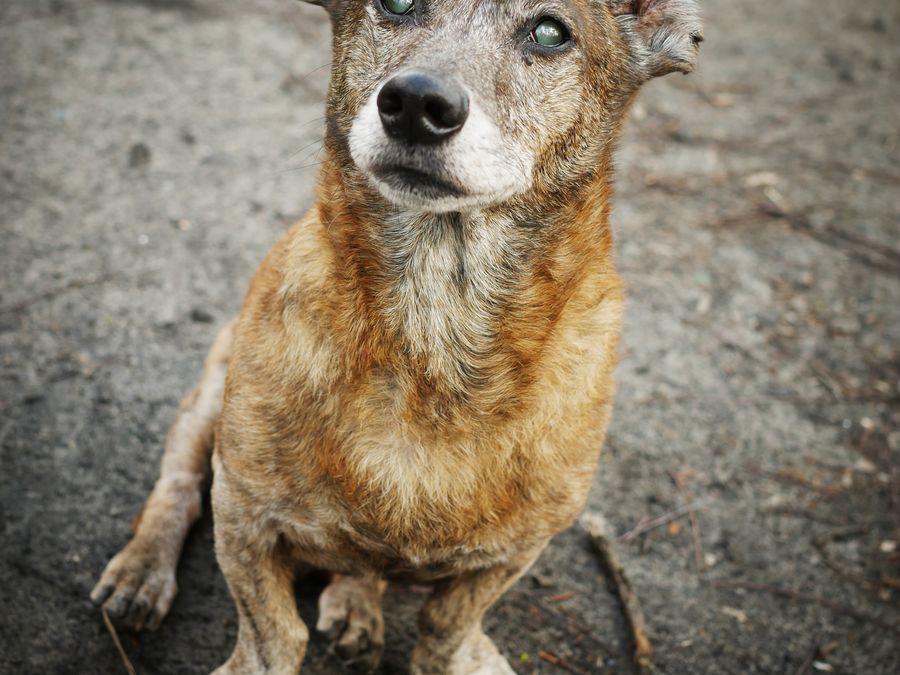 Senior pets