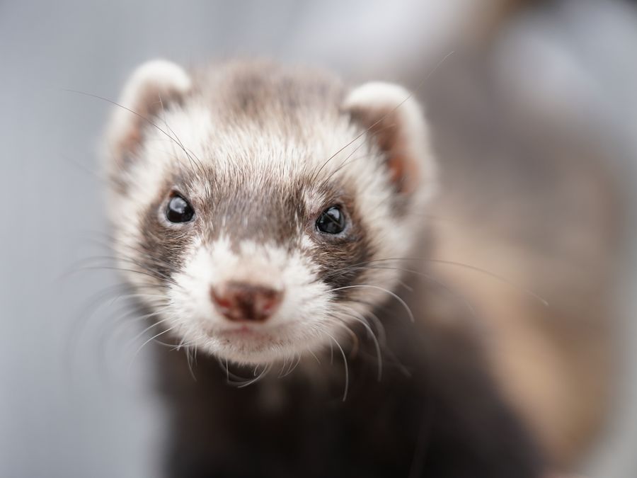 Small pets and exotics